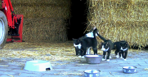 Drei Kätzchen mit ihrer Katzenmutter in einer Scheune in einem Jagdgebiet in Münster