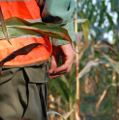 Ein Jäger steht in einem Maisfeld (Symbolbild)