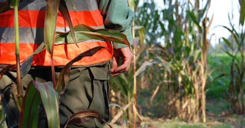 Ein Jäger steht im Maisfeld und kontrolliert sein Jagdrevier