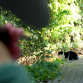 Ein Jäger zielt mit seiner Waffe auf eine Katze (Symbolbild)