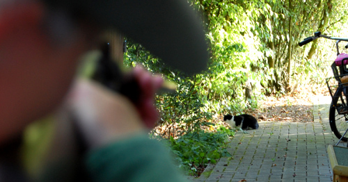 Jäger zielt auf eine Katze in der Nähe ihres Zuhauses (Symbolbild)