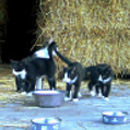 Drei Kätzchen mit Muttertier in einer Scheune in Münster