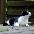 Eine Katze liegt auf der Terrasse (Symbolbild)