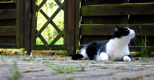 Eine Katze liegt auf einer Terrasse