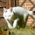 Eine Katze streift durch den Garten ihres Zuhauses
