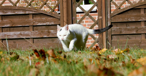 Eine Katze läuft durch den Garten über den Rasen
