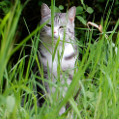 Ein junger Kater im hohen Gras schaut in die Kamera (Symbolbild)