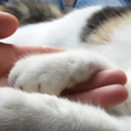 Katzenpfoten liegen in einer menschlichen Hand (Symbolbild)